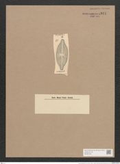 Navicula wilozeckii Grun. (de-Toni-Nr.: Genus 1, Species 440) Zeichnungen Sammlung Grunow Nr. 941 (NHMW-BOT-W0367430)